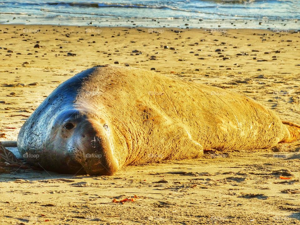 California Elephant Seal