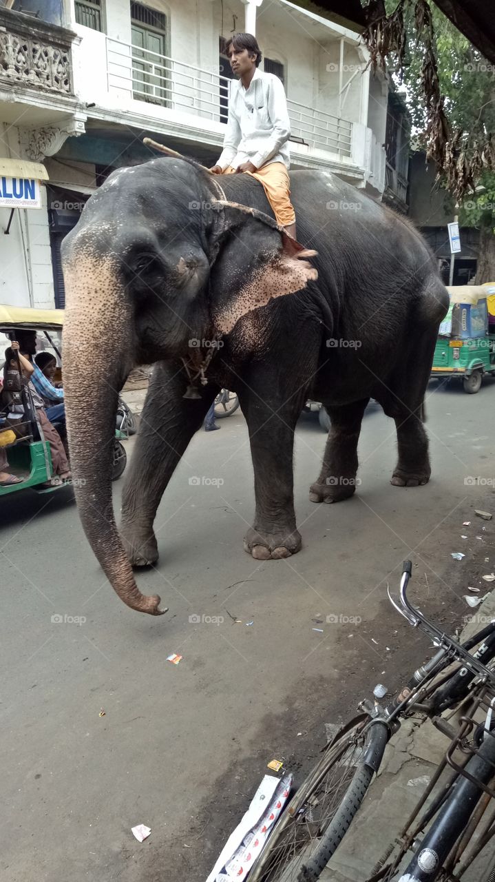 Elephant in city
