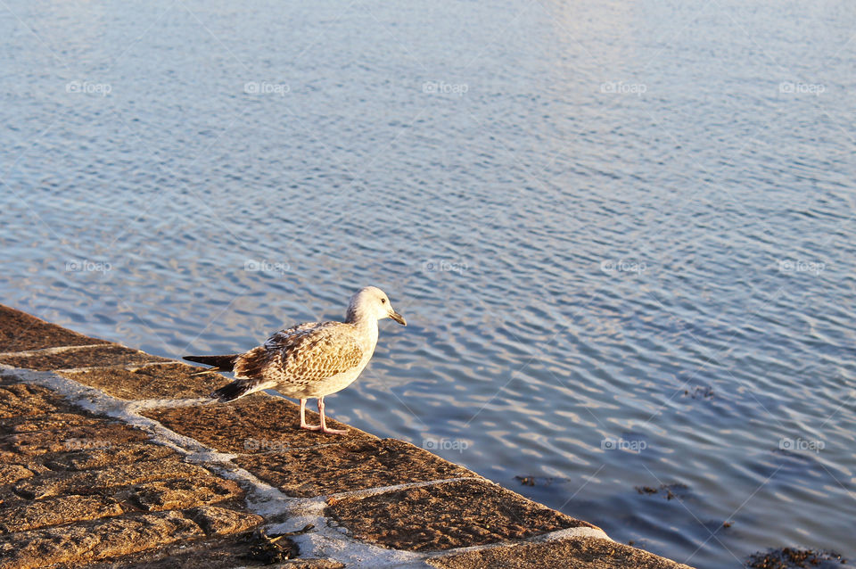 Gulf of Morbihan Brittany France