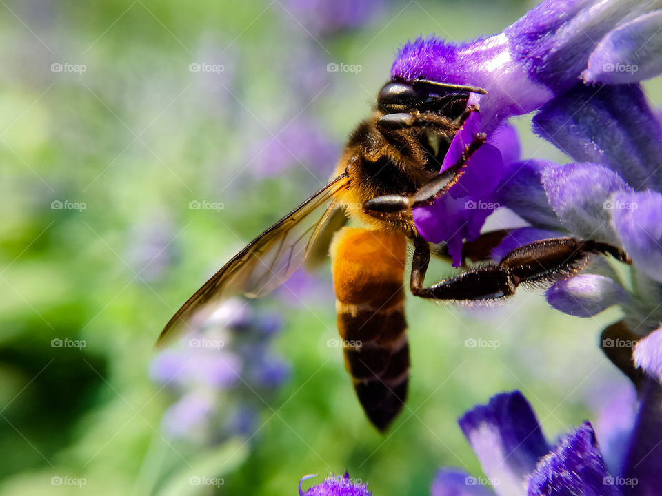 close up a bee on flowers   
