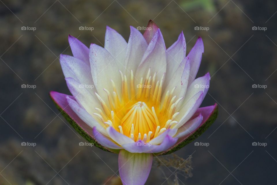 Portrait of a Plant - Water Lily