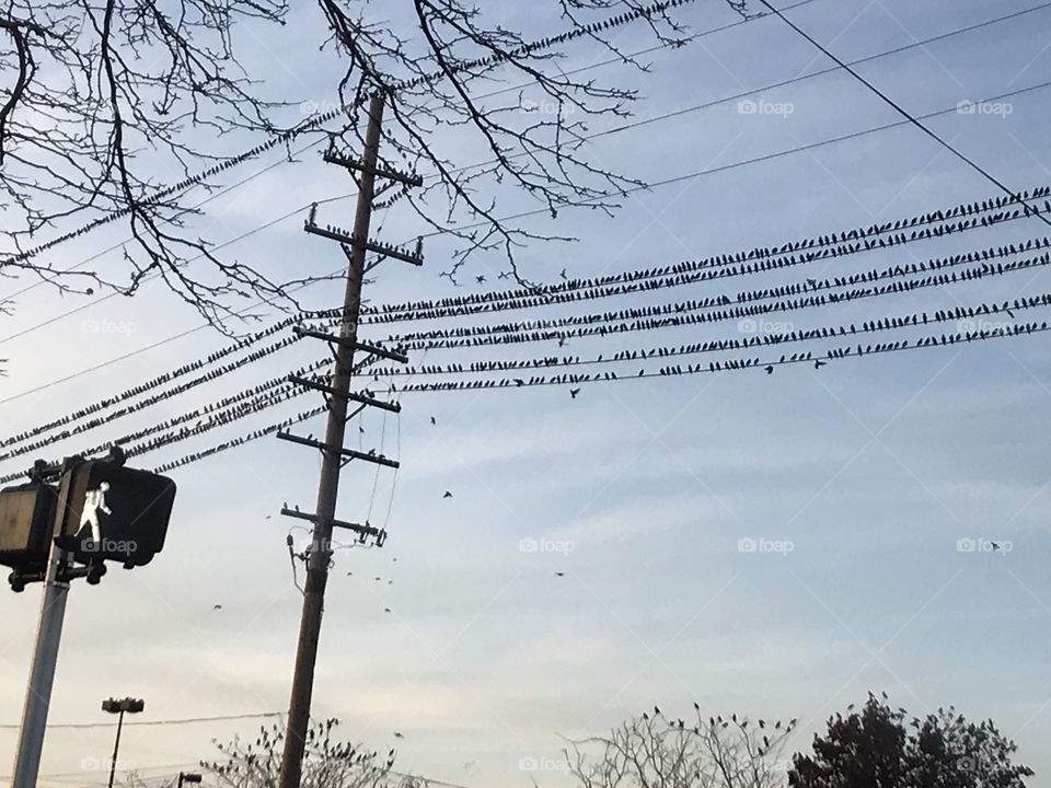 Birds on a Wire