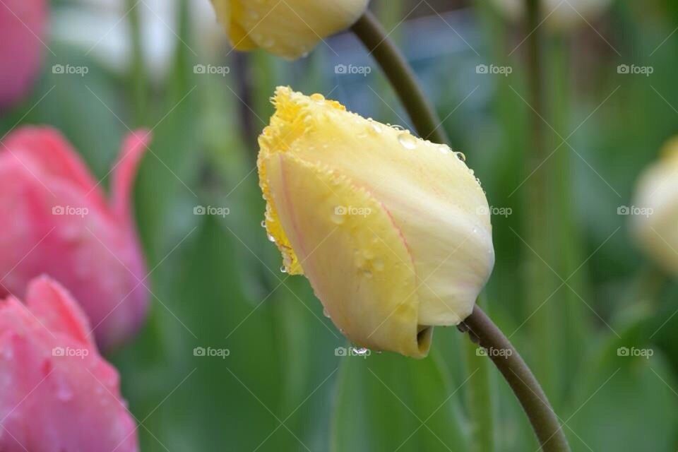 Spring tulip
