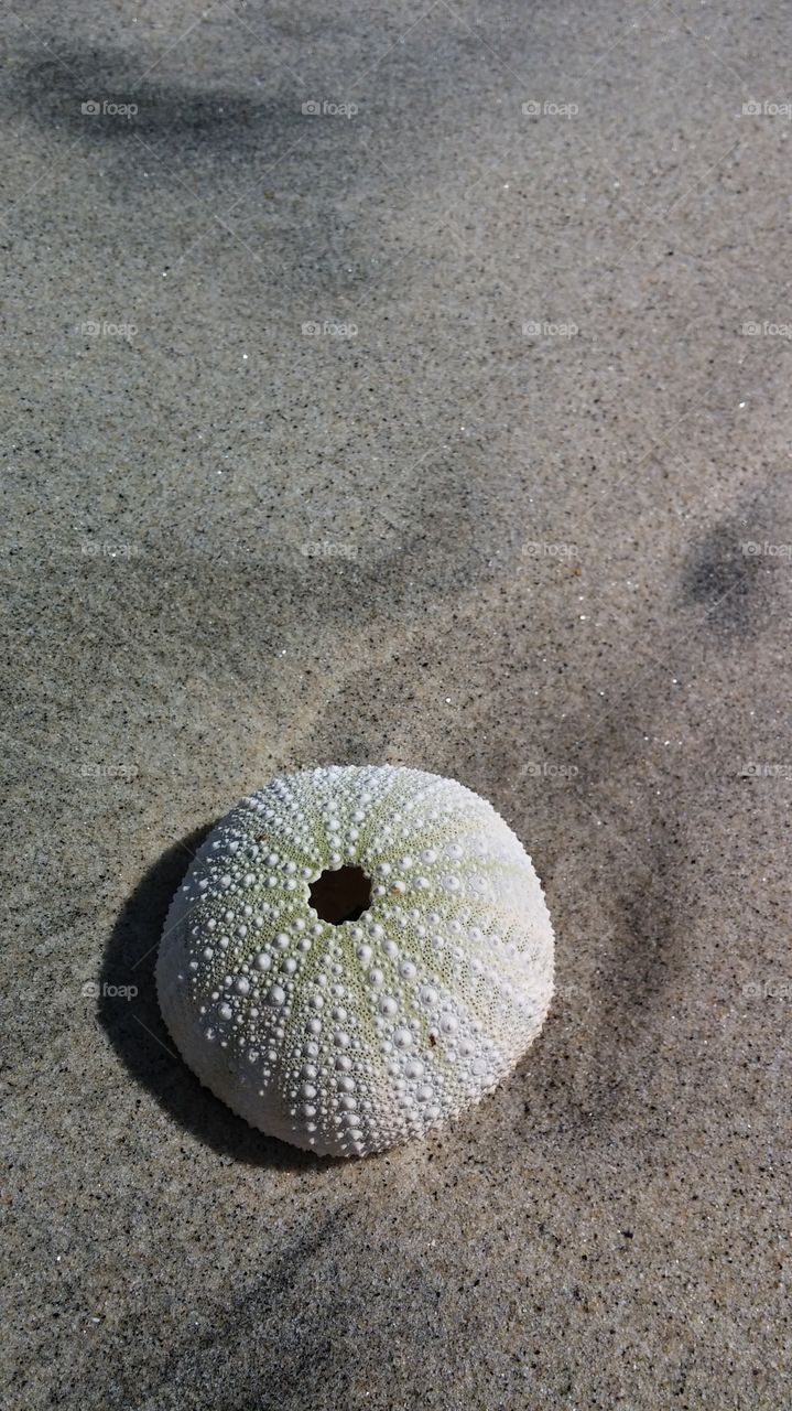 Sand, Beach, Seashore, Shell, Seashell