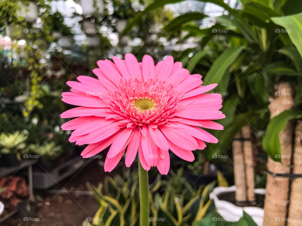 Daisy flower , flower in the garden, pink flower 