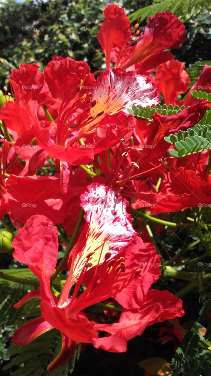 flor de Jardim com pétalas vermelhas flora  brasileira