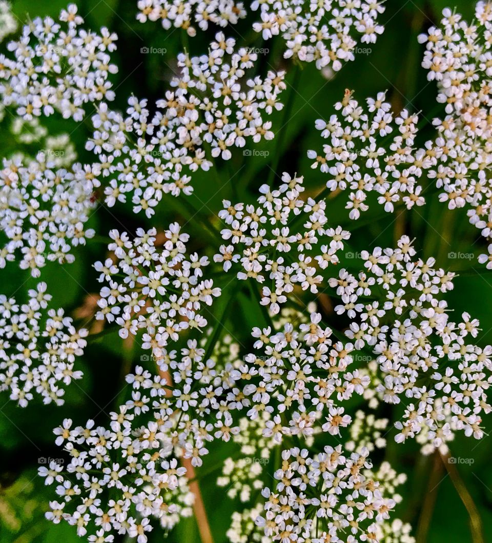 White flower—taken in Ludington, Michigan 