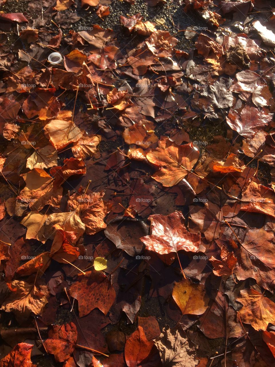 Autumn leaves on wet floor 