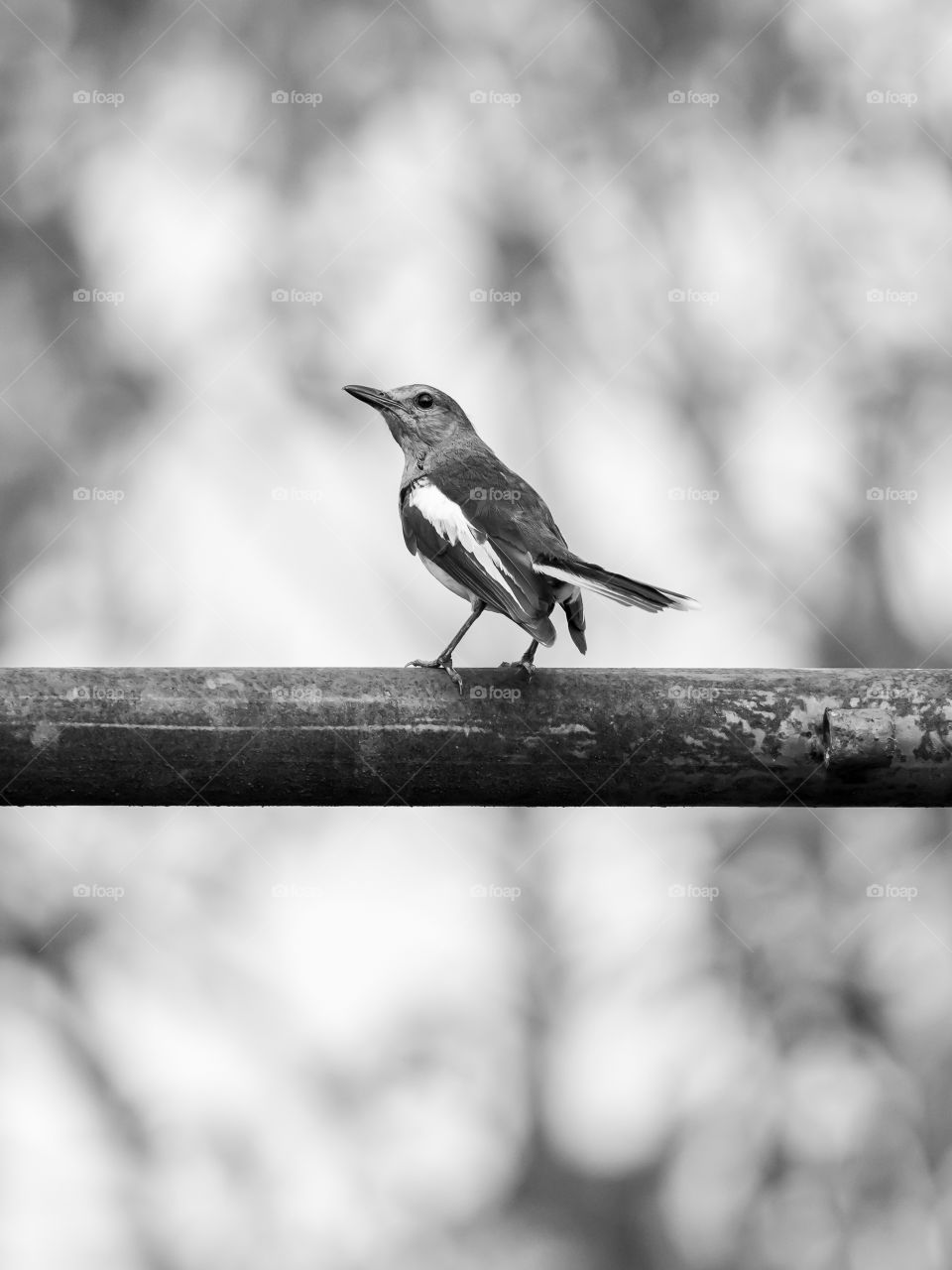 Cute Little Bird