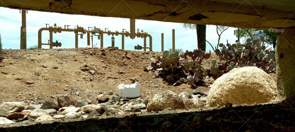 From the Ground Up (A Frog's POV)