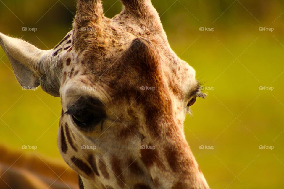 Giraffe 