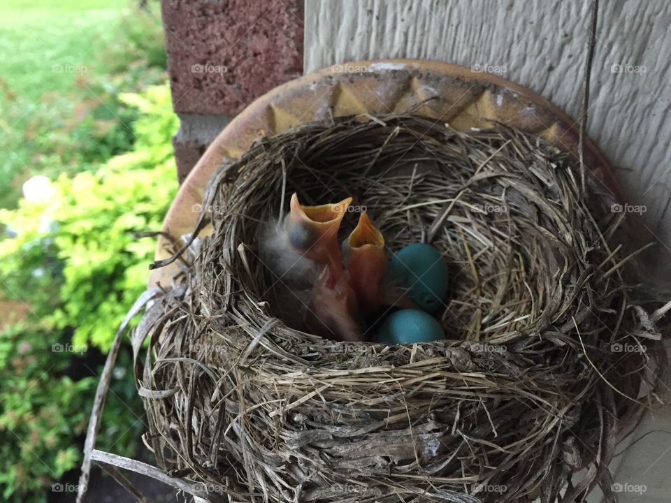 Hungry Robins. Baby robins waiting for a nice worm.