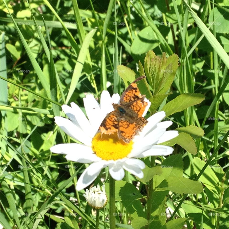 Spring Pollinator 