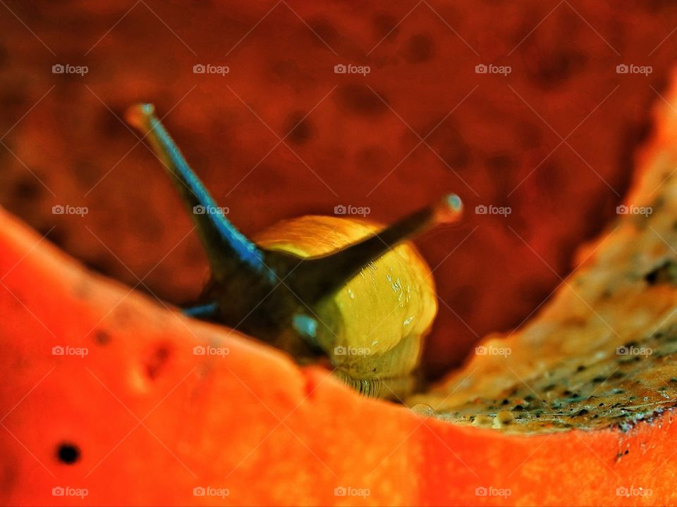 Giant California banana slug