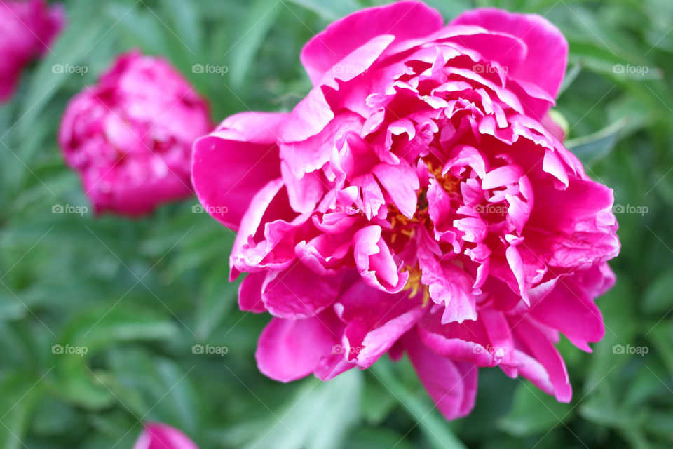 Peony, peonies, roses, pink, red, white, flowers, bouquet, summer, sun, nature. Landscape, still-life, village, flowerbed, plant, vegetation, grass, decor, fluffy, fluffy flowers, bulk flowers, plush flowers, petals, buds, leaves