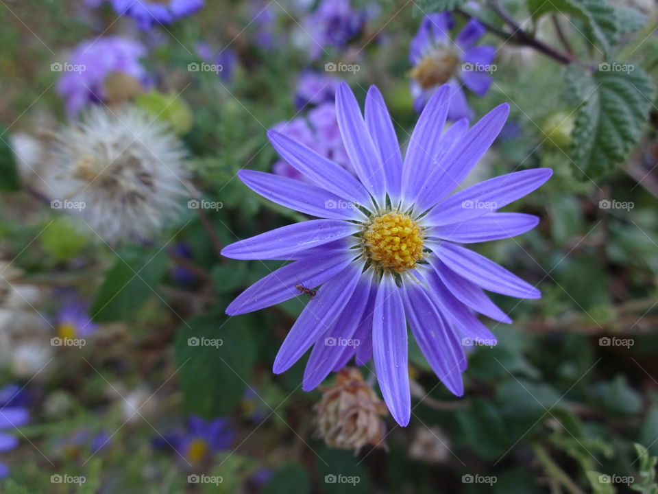 Purple daisy