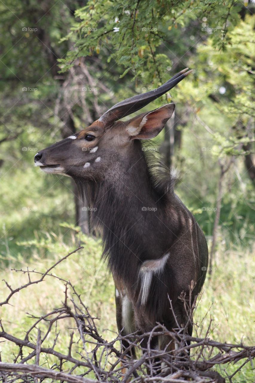 young Njala bull