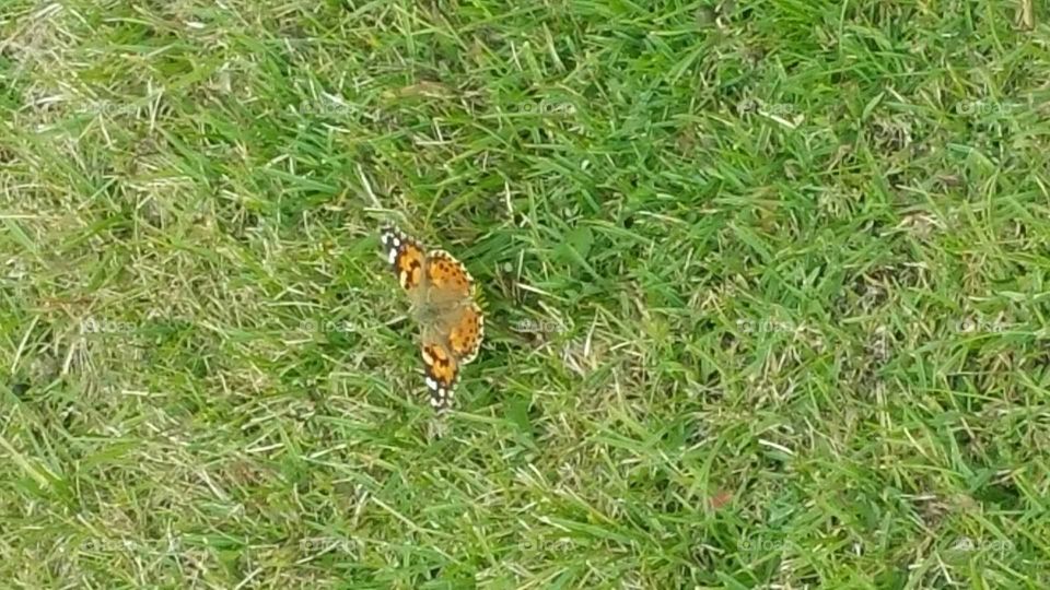 Butterfly Migration