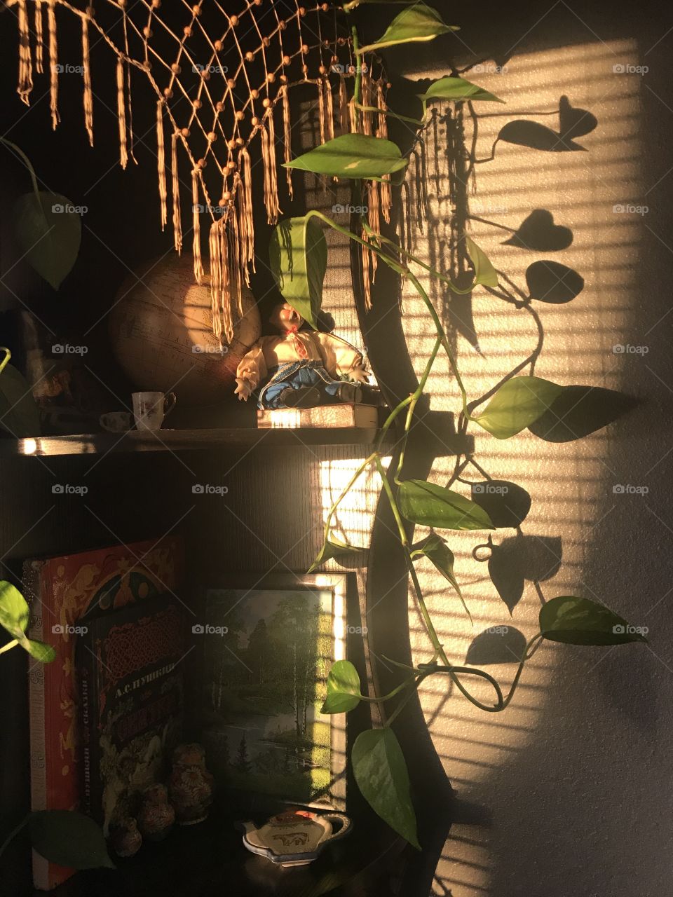 Houseplant in the dying light