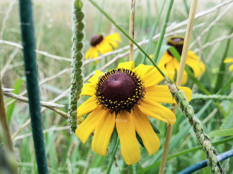 Black-eyed Susan wildflowers in a summer field by a fence