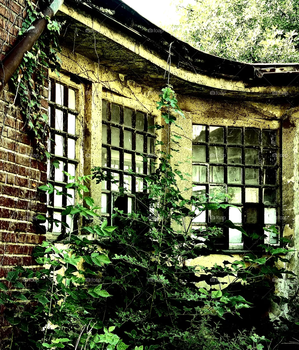 old garden