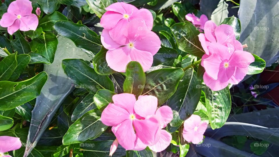catharanthus (pink periwinkle)