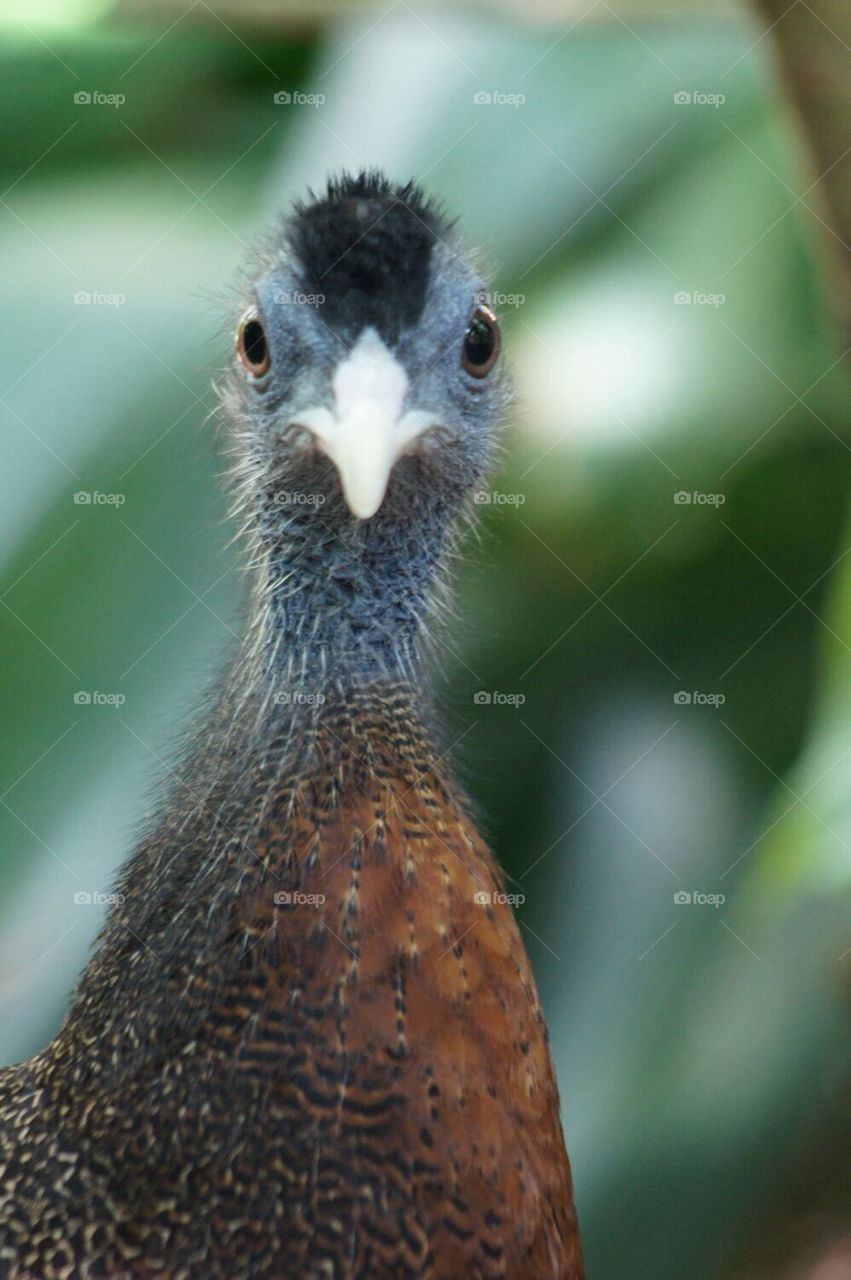 Great Argus a Pheasant 