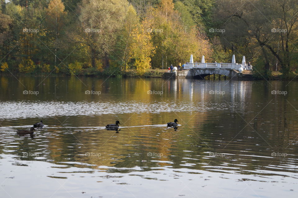 autumn in Moscow region