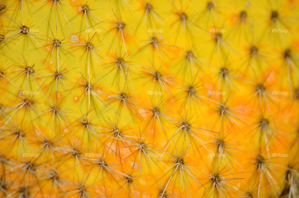 Cactus