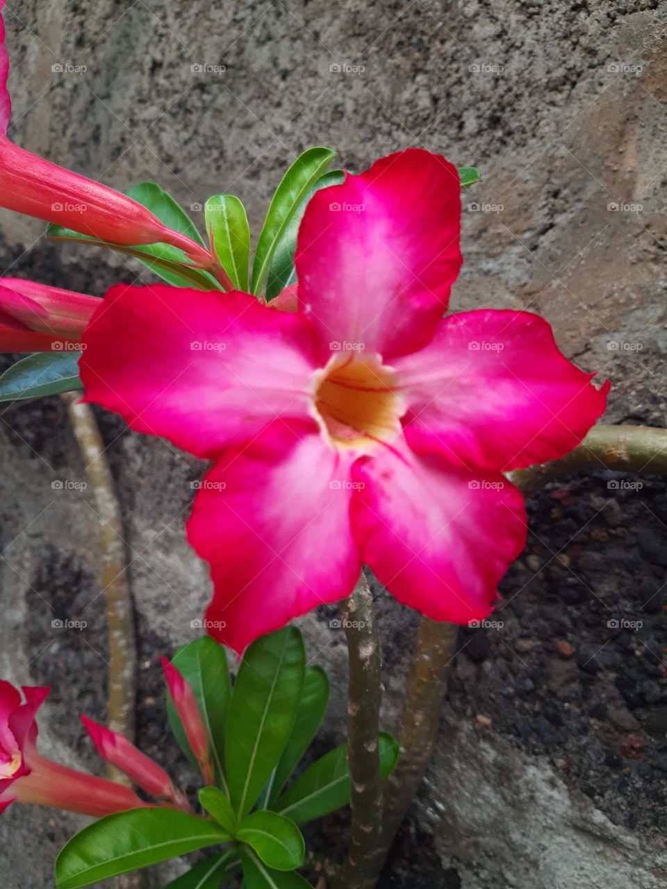 A pink flower whose scientific name is adenium obesum. In Balinese, it is known as "Jepun Jepang" and used as decorative plants.