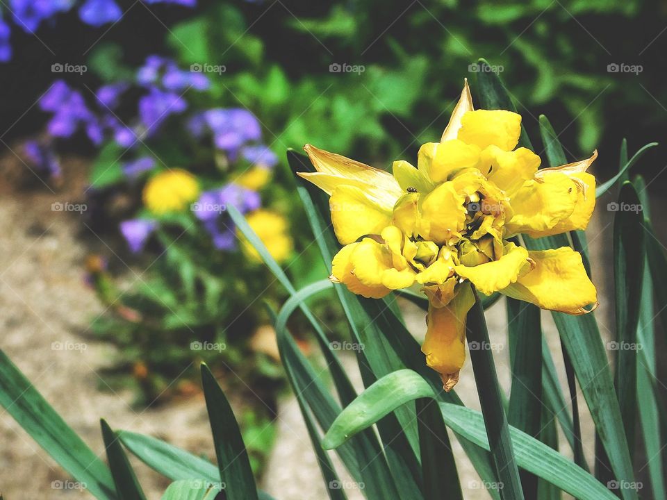 Violets and daffodils in my garden