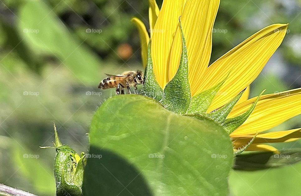 Such a big bright world for a small little bee 