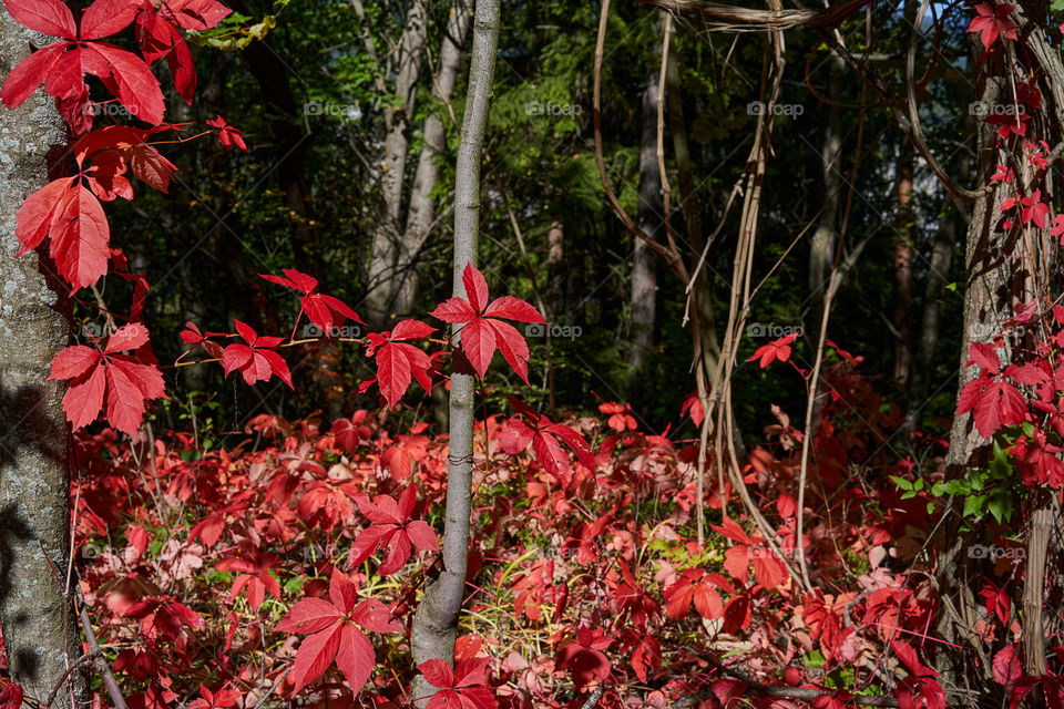 Brilliantly colored virginia creeper climbing plants are in the forest.  