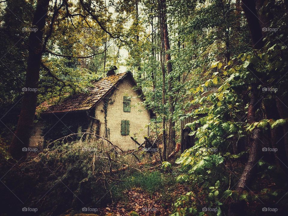 house in forest
