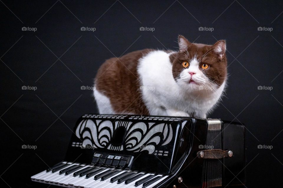 Cute cat on accordion