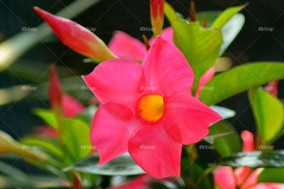 Close-up of red flower