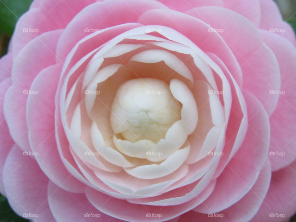 Pink Perfection Camellia