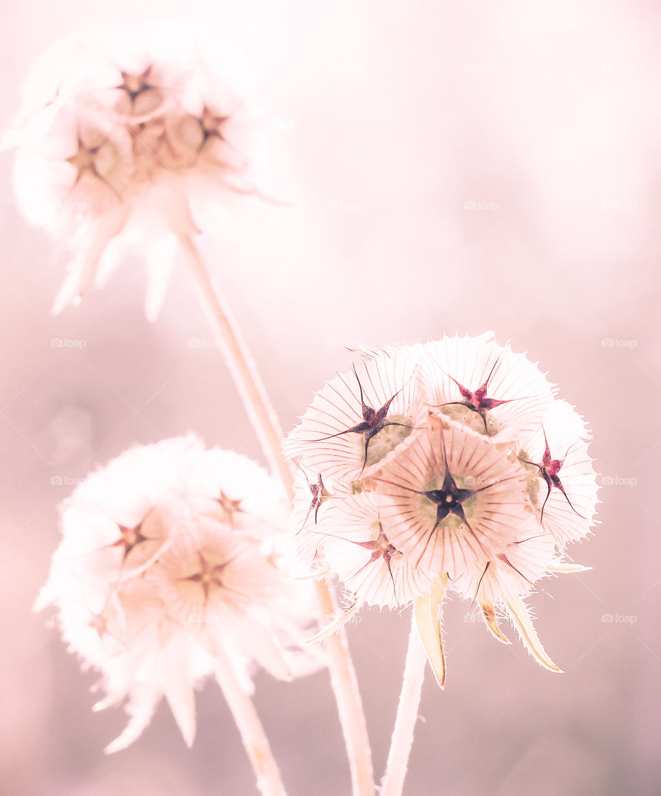 Starflowers with pink centres