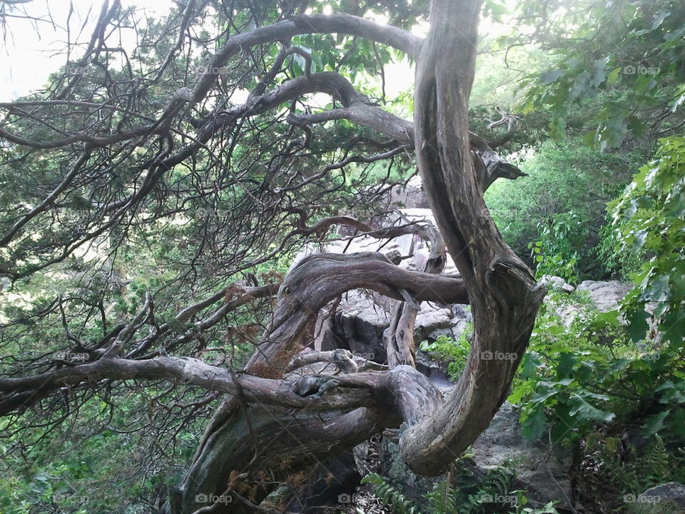 twisted tree