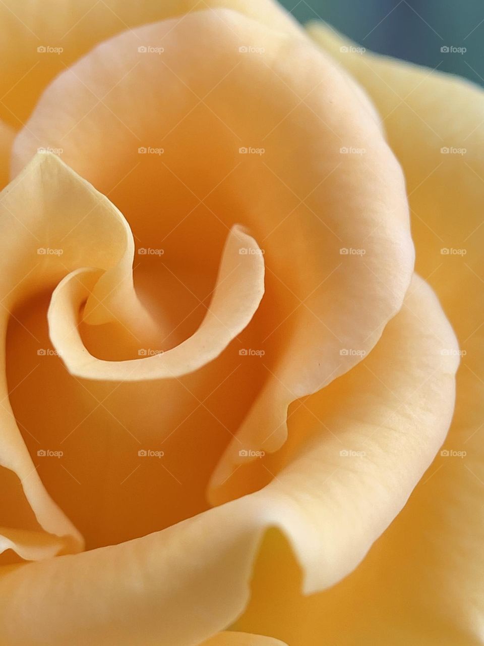 Rose petals. iPhone11 - 26mm f 1.8