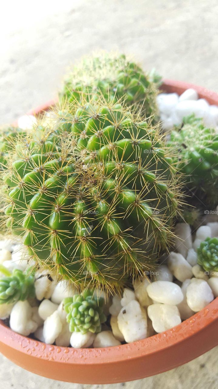 cactus up close