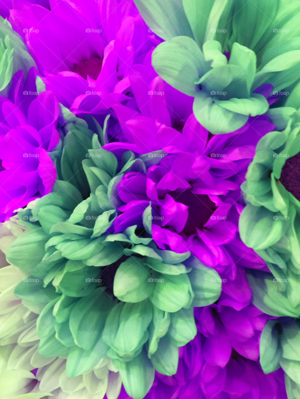 Purple & Green Flowers