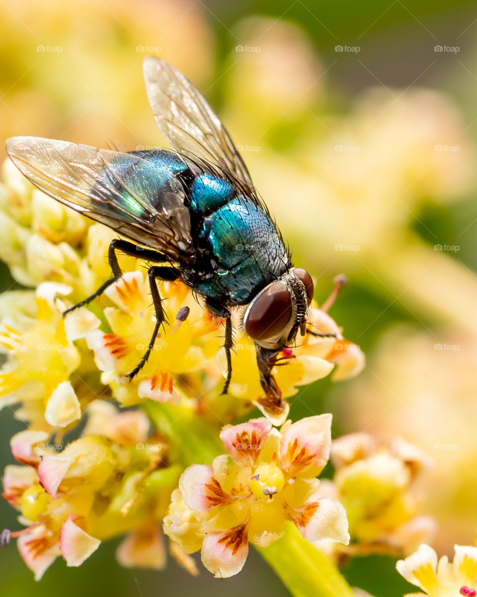 Pollinators