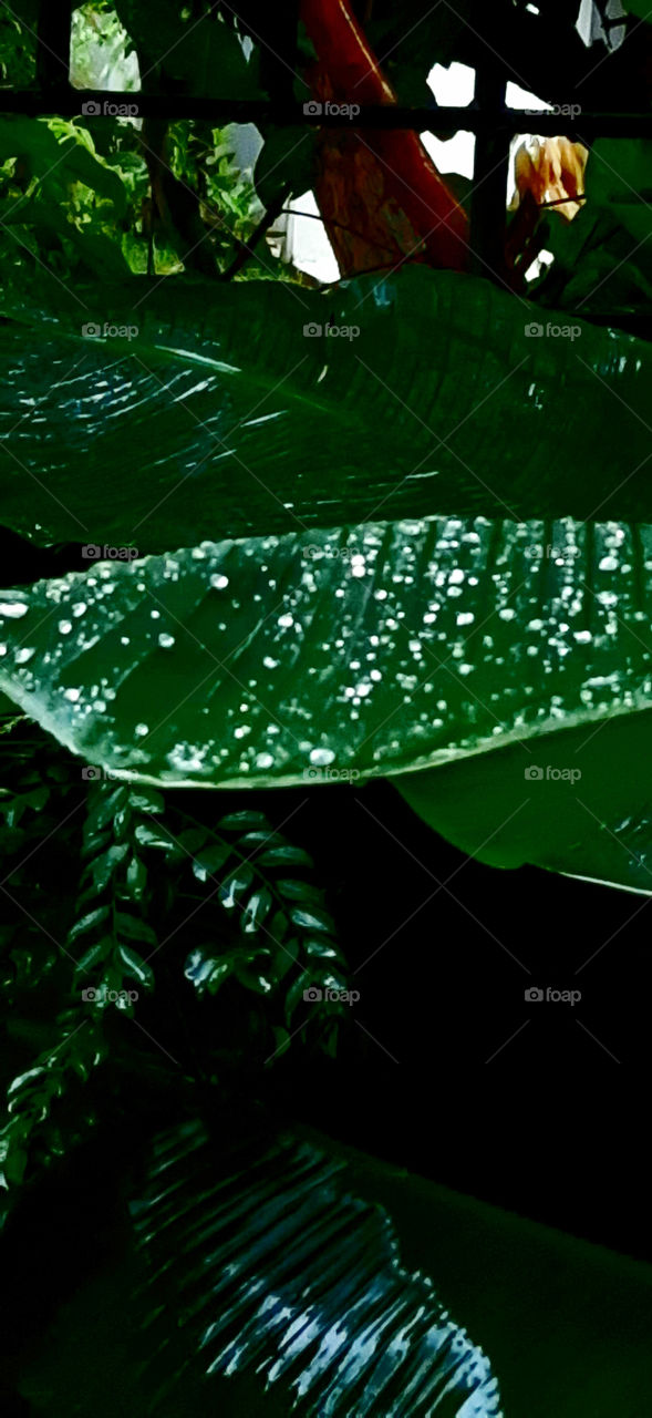 Beautiful water droplets of rain on fresh green Banana leaf shining like pearls.Amazing view.
