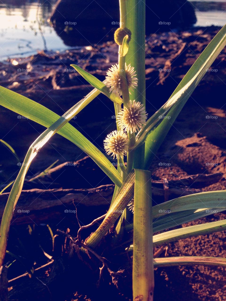 flower near the water