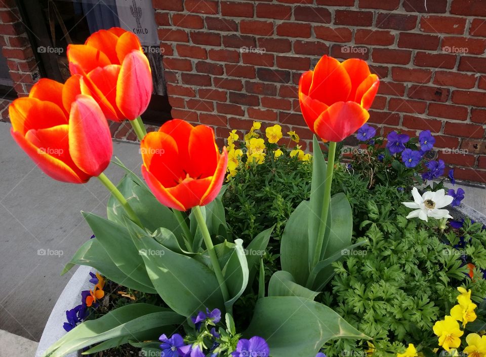 Color love of flowers orange and yellow tulips with yellow purple and green in front of a red brick wall