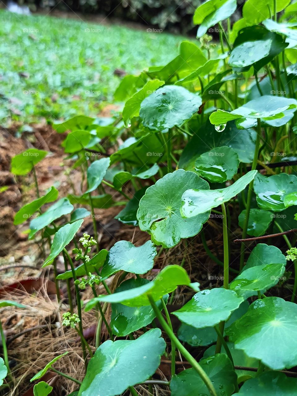 beautiful plants