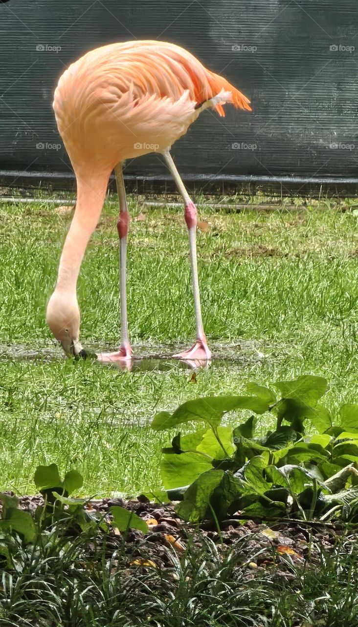 flamand rose à Milan