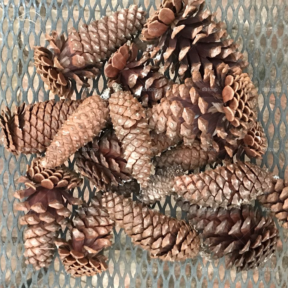 Loblolly pine cones