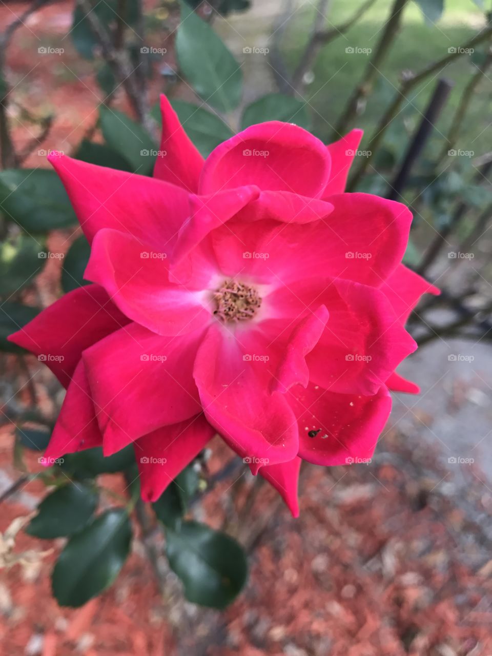 Roses are Pink